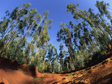 Buy Giant Farmed Eucalyptus Forest, Addis Ababa, Ethiopia, Africa at AllPosters.com