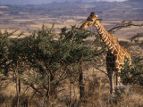 Buy Giraffe Feeding, Kenya, East Africa, Africa at AllPosters.com