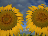 Buy Close-Up of Two Sunflower Heads in the Spanish Sun, Spain, Europe at AllPosters.com