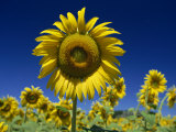 Close-Up of Sunflower in a Field of Flowers in Tuscany, Italy, Europe