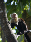 White Faced Capuchin Monkey, Montezuma, Nicoya Peninsula, Costa Rica, Central America