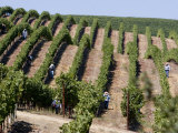 Vineyards in Napa Valley, California, United States of America, North America