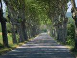 Empty Tree Lined Road on the Route De Vins, Near Vaucluse, Provence, France, Europe