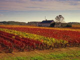 Vineyards Near Loches, Indre Et Loire, Touraine, Loire Valley, France, Europe