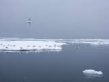 Black-Legged Kittiwake on Ice Floe, Spitsbergen, Svalbard, Norway, Scandinavia