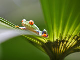 Red Eyed Tree Frog, Costa Rica, Central America