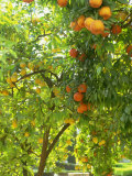 Orange and Lemon Trees in the Alcazar Gardens, Cordoba, Andalucia, Spain, Europe