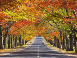 Memorial Avenue in Autumn, Mount Macedon, Victoria, Australia, Pacific