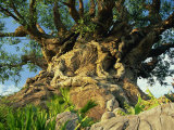 Tree of Life, Animal Kingdom, Disneyworld, Orlando, Florida, USA