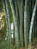 Bamboo Stems in the Peradeniya Botanical Gardens in Kandy, Sri Lanka