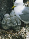 Kittiwake with Young on Nest, Farne Islands, Northumberland, England, United Kingdom, Europe