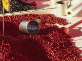 Close-Up of Market Stall Selling Cranberries,