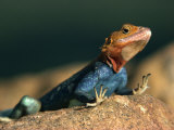 Close-Up of an Agama Lizard Taken in Tsavo National Park, Kenya, East Africa, Africa