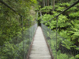 Suspension Bridge and Rainforest, Tarra Bulga National Park, Victoria, Australia, Pacific