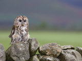 Tawny Owl, Captive, Cumbria, England, United Kingdom, Europe