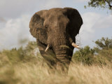 African Elephant Bull, Kruger National Park, Mpumalanga, South Africa, Africa