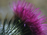 Close-Up of a Scottish Thistle Flower