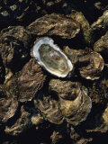 Fines De Claires Oysters from the Ors Channel, Oleron Island, Charente-Maritime, France, Europe
