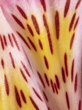 Abstract Patterns and Designs of the Flower Petals of a Pink Alstromeria