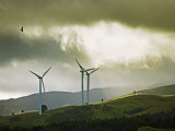 Wind Turbines and Soaring Bird of Prey, Ruahine Ranges, Manawatu, North Island, New Zealand