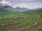 Vineyards Near St. Jean Pied De Port, Basque Area, Aquitaine, France, Europe