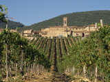 Vineyard in the Chianti Classico Region North of Siena, Tuscany, Italy, Europe