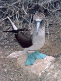Blue Footed Booby, Galapagos Islands, Ecuador, South America