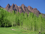 Aspen Trees with the Red Peaks Which Line Maroon Valley to the West, at Aspen, Colorado, USA