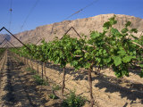 Row of Vines in Vineyard at Qumran, Judean Desert, Israel, Middle East