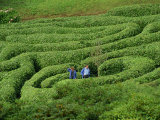 Two People Lost in Glendurgan Maze, Near Falmouth, Cornwall, England, United Kingdom, Europe