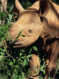 Baby Black Rhinoceros, Africa
