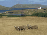 Sheep in Field of Golden Grass at Port Howard in the Falkland Islands, South America