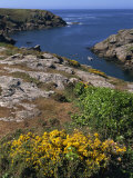 Saint Nicolas and Wild Flowers, Ile De Groix, Brittany, France, Europe