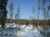 Forests of Pinega National Park in Winter, Arkhangelsk, Russia, Europe