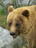 Female European Brown Bear, Ranua Wildlife Park, Finland, Scandinavia, Europe