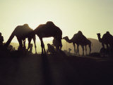 Camel Fair, Pushkar, Rajasthan State, India