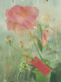 Pale Salmon Pink Rose Against a Window Pane with Heavy Condensation