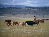 Cowboy Rounding Up Cattle, Diamond Ranch, New Mexico, United States of America, North America
