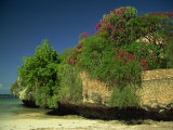 Bougainvillea Along Wall Next to Sea, Malindi, Kenya, East Africa, Africa