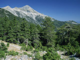 Trees on the Slopes of Mount Taigetos, 2407M, Above Sparta, Peloponnese, Greece, Europe