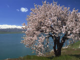 Tree in Blossom, Akdamar Island, Lake Van, Anatolia, Turkey Minor, Eurasia