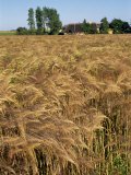 Crop of Ripe Cereals and Thatched Buildings Behind, Hule Farm Village Museum, Funen, Denmark