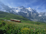 Wild Flowers on the Slopes Beside the Jungfrau Railway with the Jungfrau Beyond, Switzerland
