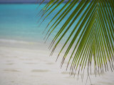 Palm Tree Leaf and Tropical Beach, Maldives, Indian Ocean