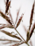 Water Droplets on Grass, Dali, Yunnan, China