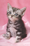 Kitten