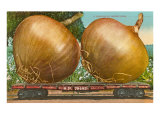 Giant Onions on Flatbed