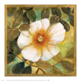 Buy White Magnolia II at AllPosters.com