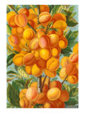 Apricots
