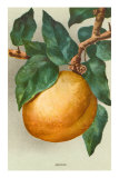Apricot